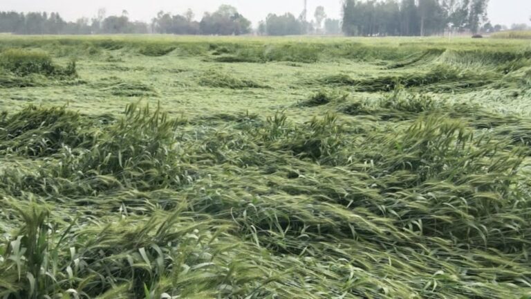 wheat-crop_bef97ef1c84fadf6ac456ace1206d941